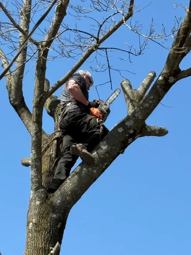 Man in tree, using a chainsaw to cut off a branch. 