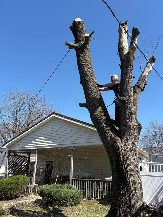A person in a tree, trimming branches near power lines in front of a house on a sunny day.
