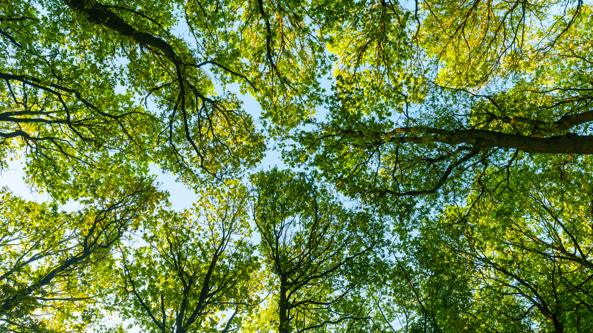 Tree trimmers in bare tree, with clear blue sky background.