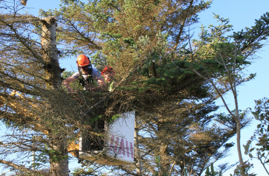Arborist in boom truck cutting tree branch