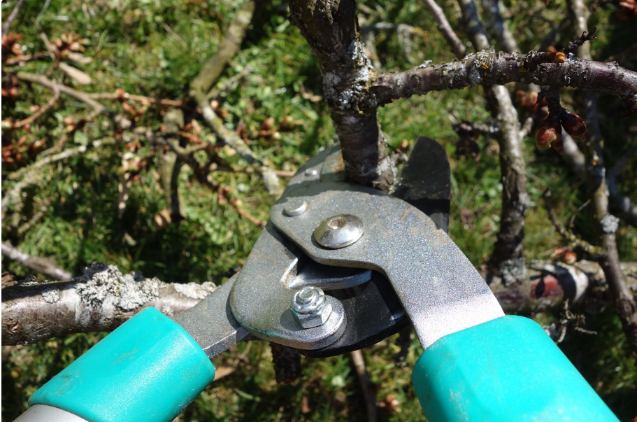 Shears trimming the branch of a tree