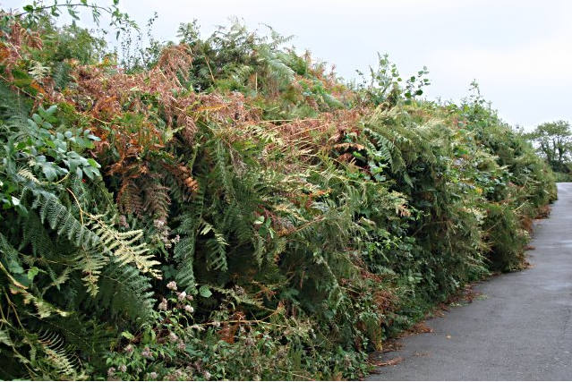 Overgrown hedge along road