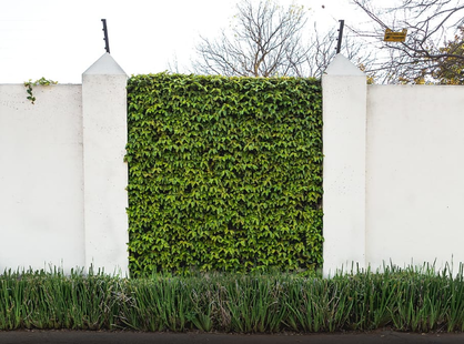 A hedge filling an old gateway 