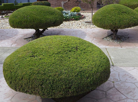 Trimmed decorative trees in garden