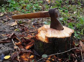Stump with wootcutters axe