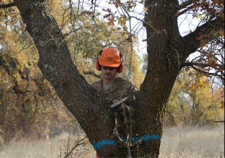 Cutting tree for tree and stump removal