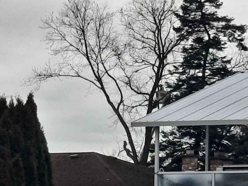 Tree service worker in a distant boom truck bucket 5