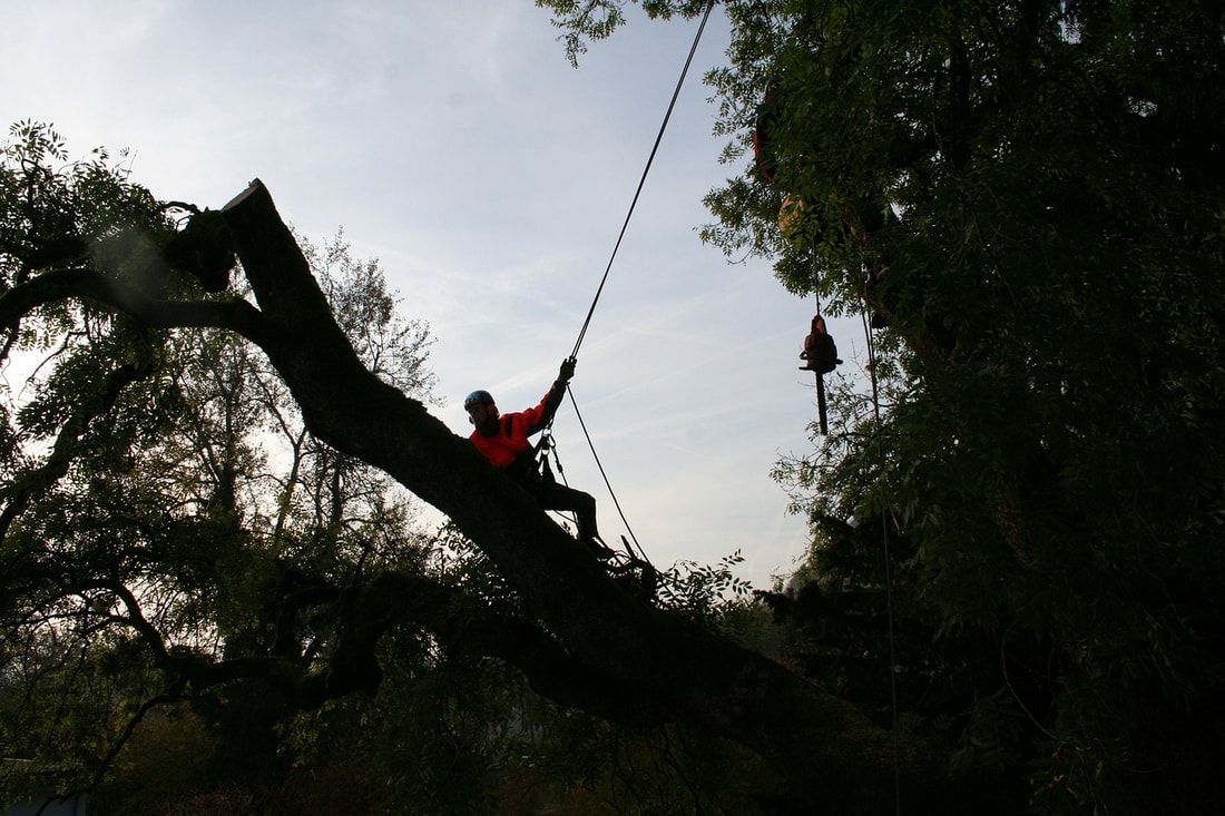 Tree service worker harnessed in tree
