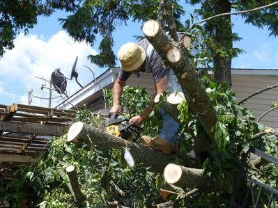 Processing tree with chainsaw for tree removal service