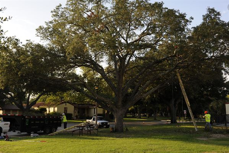 Tree service workers in public park