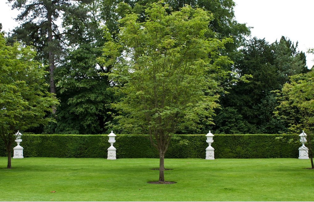 Bright back yard with healthy trees and freshly trimmed hedges