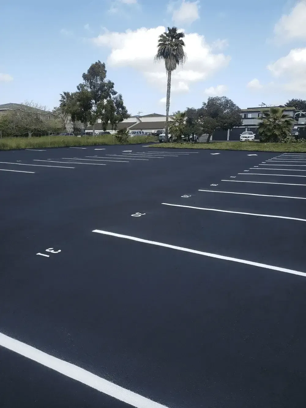 A parking lot with a palm tree in the background