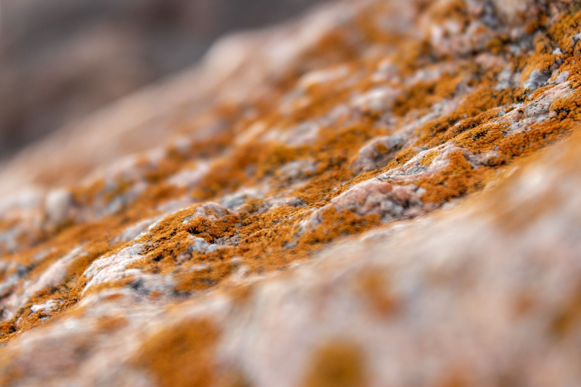 A close up image of orange mold.