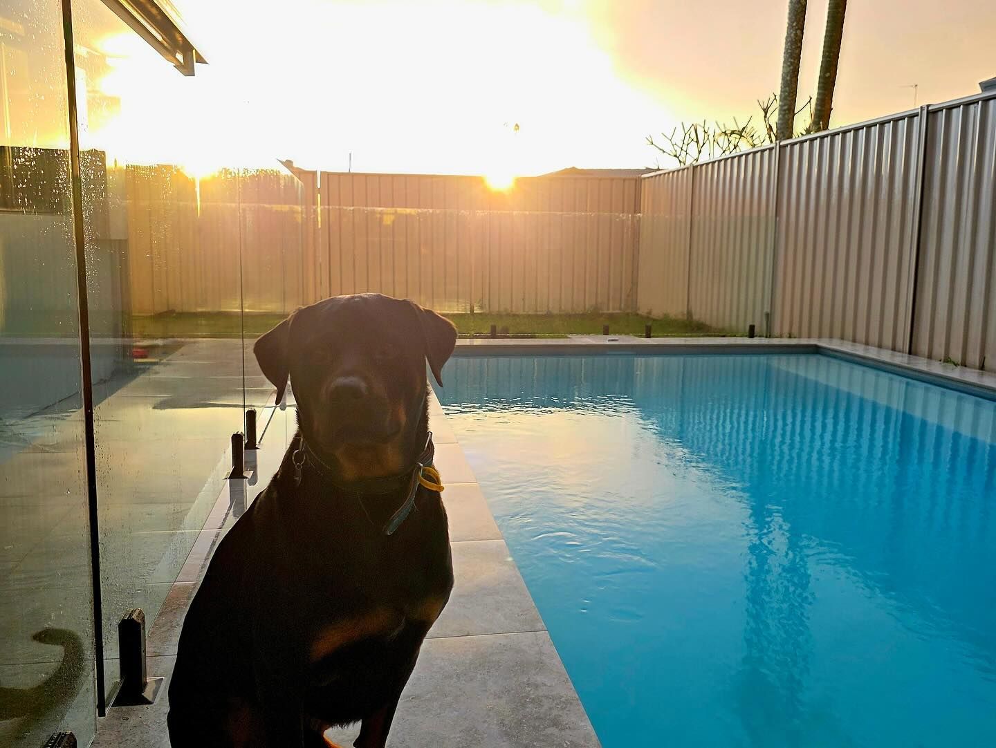 Rottweiler sits by a pool at sunset. The dog looks at the camera; golden light bathes the scene.