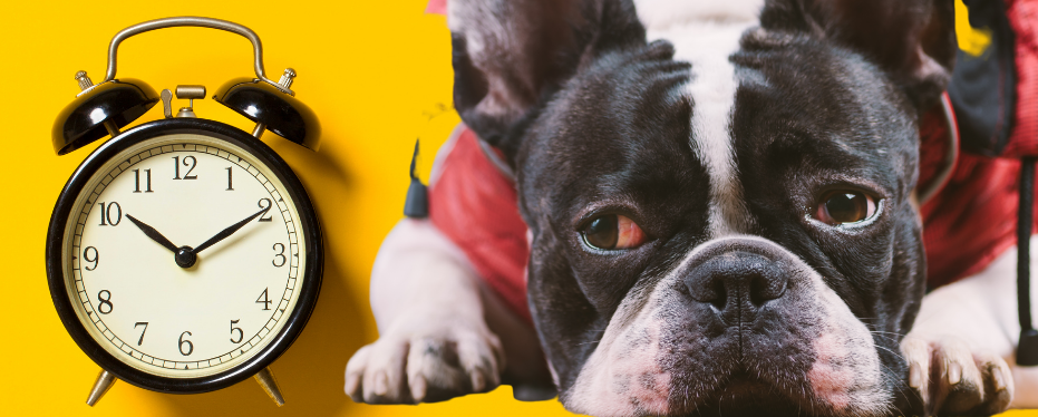 French bulldog side-eyeing an alarm clock