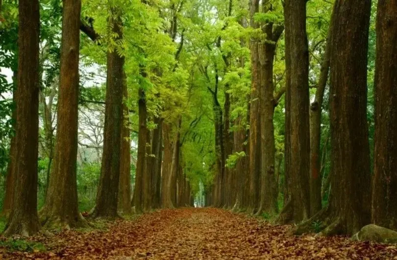 forest of mahogany trees
