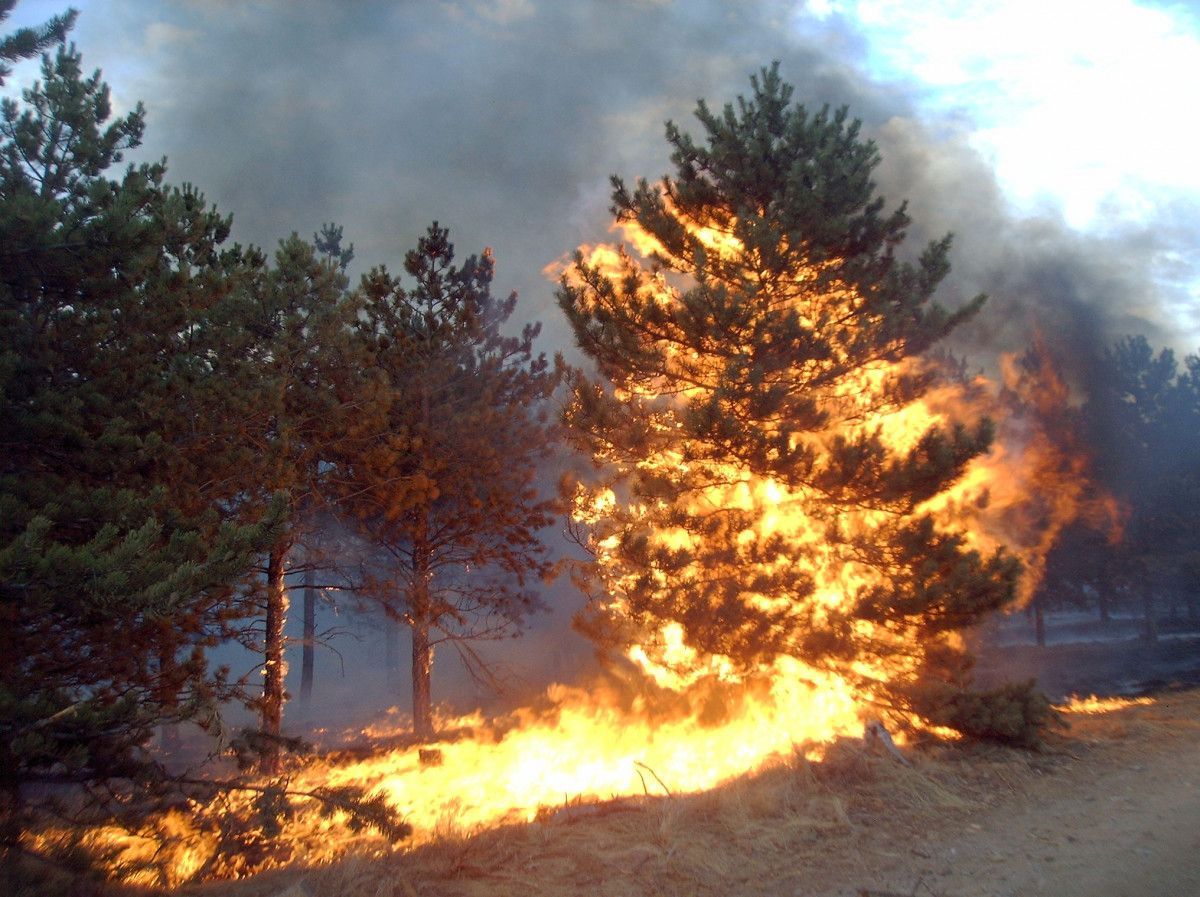 wildfire engulfing a tree