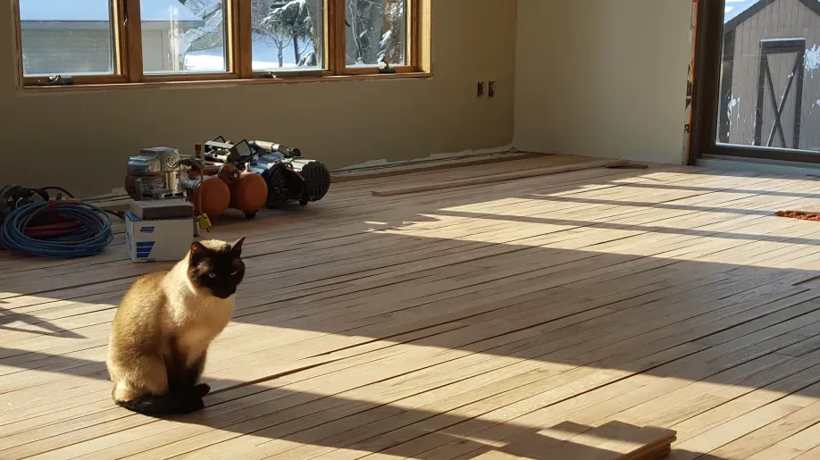 A cat is sitting on a wooden floor in a room under construction.