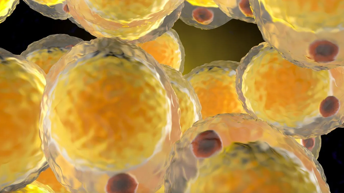 3D representation of fat cells