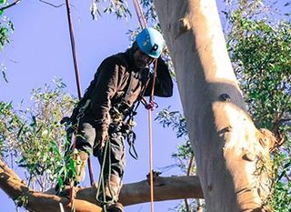 Man Cutting Trees — Tree Services in Santa Barbara, CA