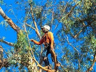 Trees — Large Tree Removal in Santa Barbara, CA
