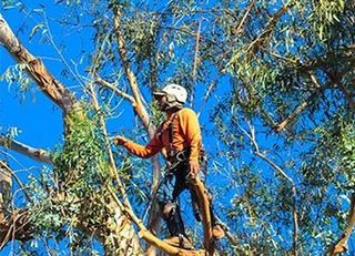 Pruning Shears — Tree Removal Service in Santa Barbara, CA