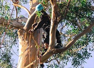 Arborist Cutting Branches — Tree Removal Service in Santa Barbara, CA