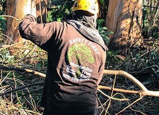 Gardener Pruning a Tree — Tree Removal Service in Santa Barbara, CA