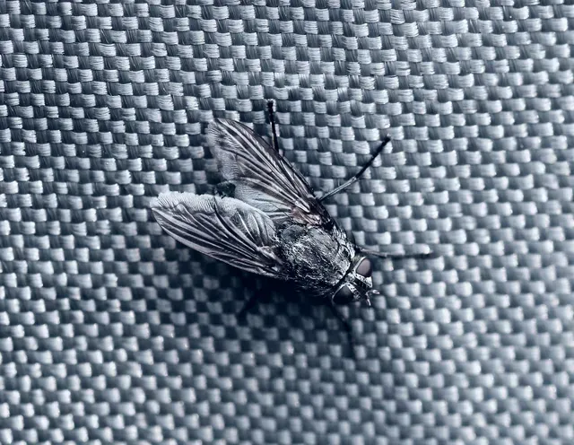 Why Does Construction Attract More Pests?