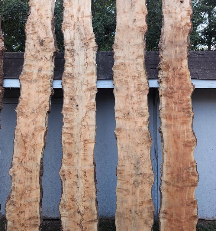 Maple Burl Live Edge Slabs 12 Foot