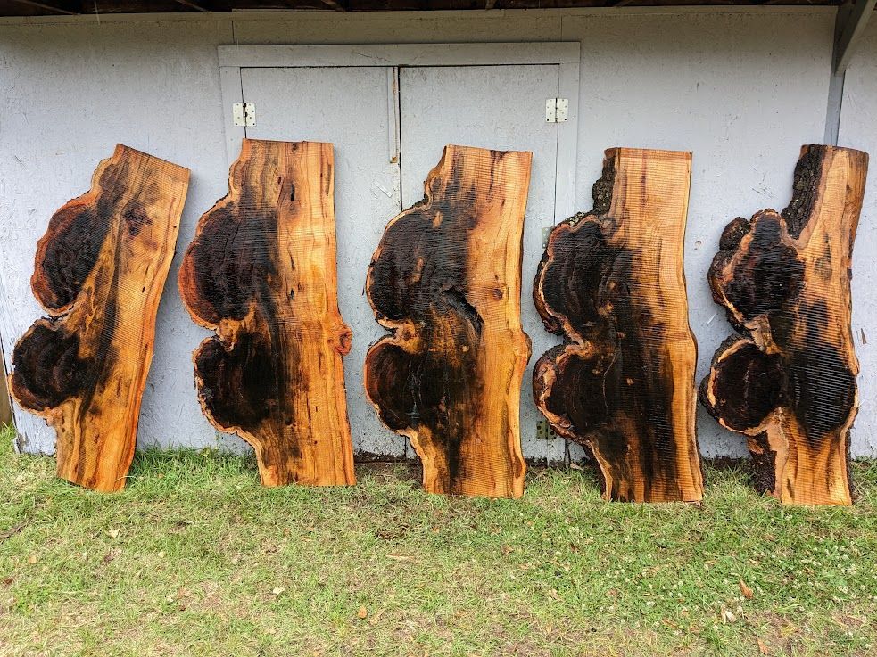 Red Oak 5 Foot Burl in Charlotte & Ashville NC, Shipping Nationwide.