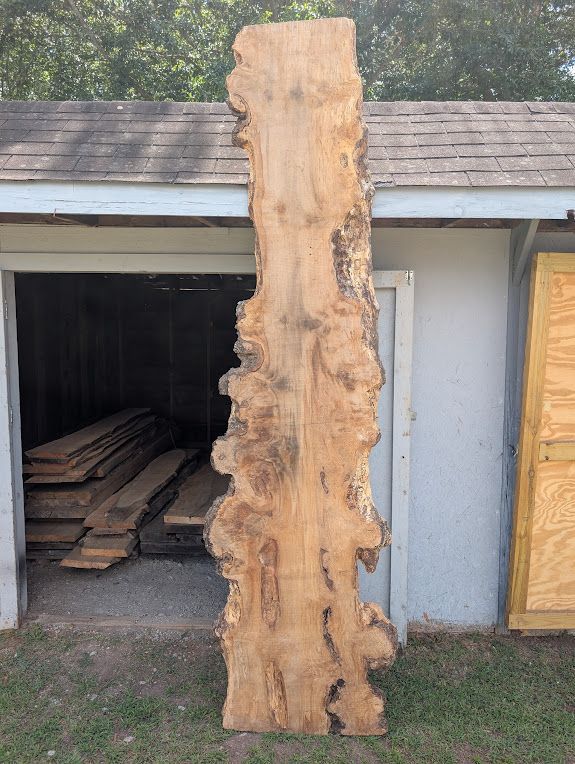 Large Table Sized Maple Burl