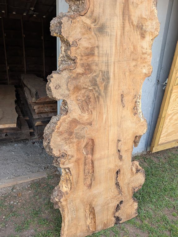 Large Table Sized Maple Burl