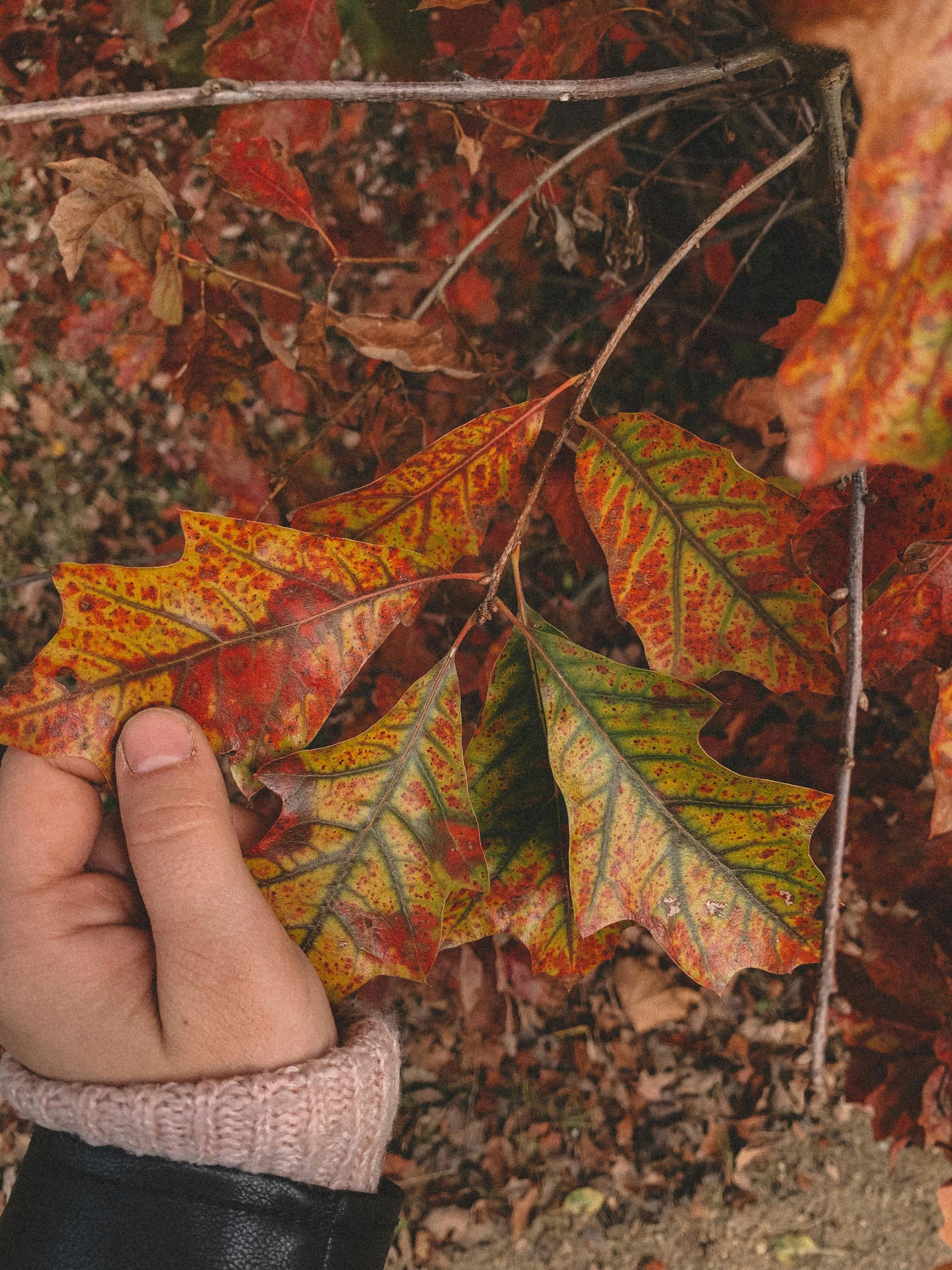 A person is holding a leaf in their hand.