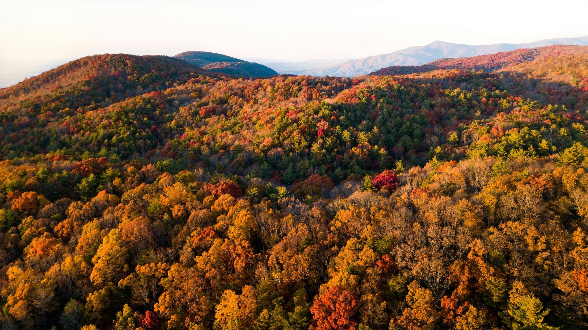 An aerial view of a forest with mountains in the background
