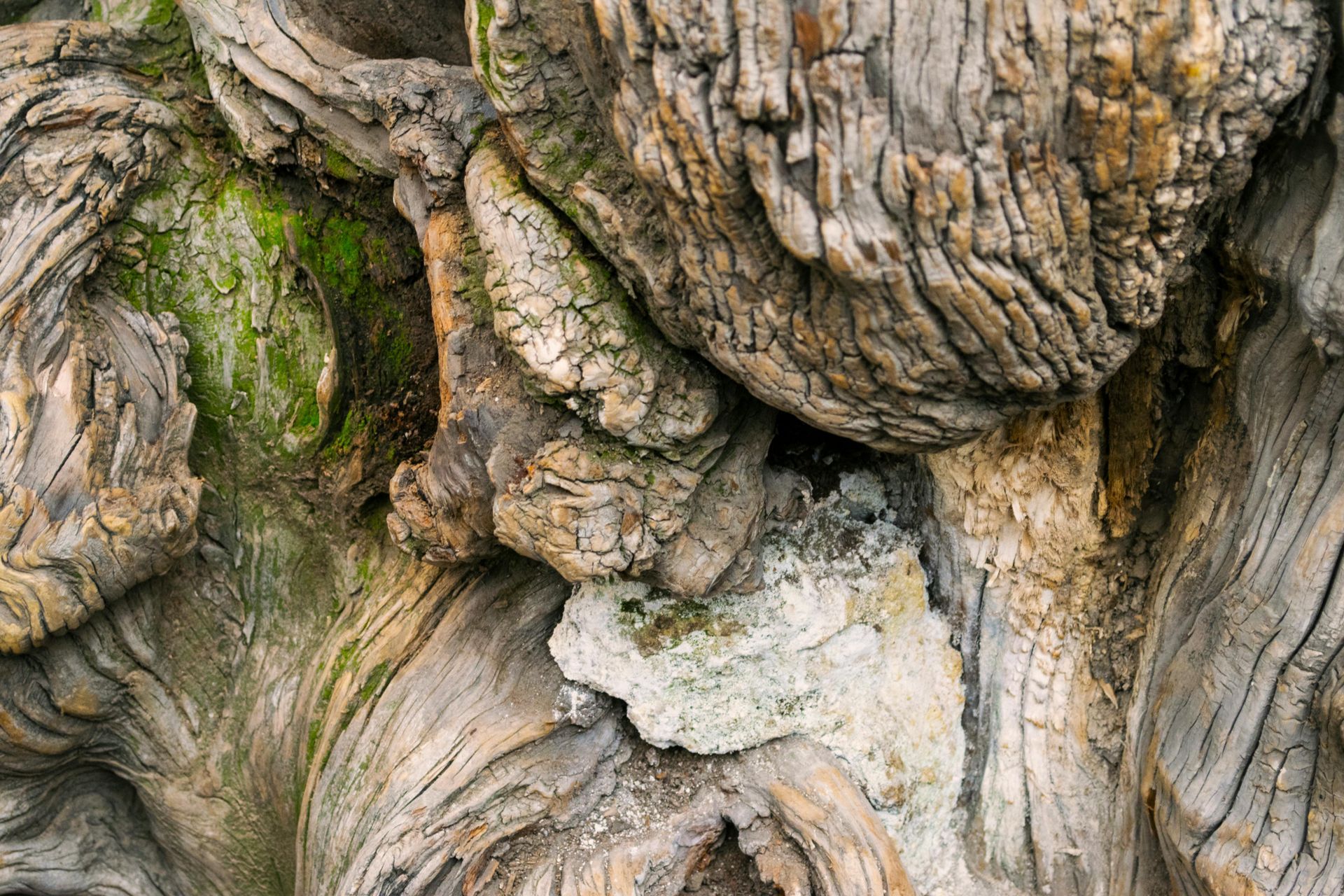 Burl Close-up