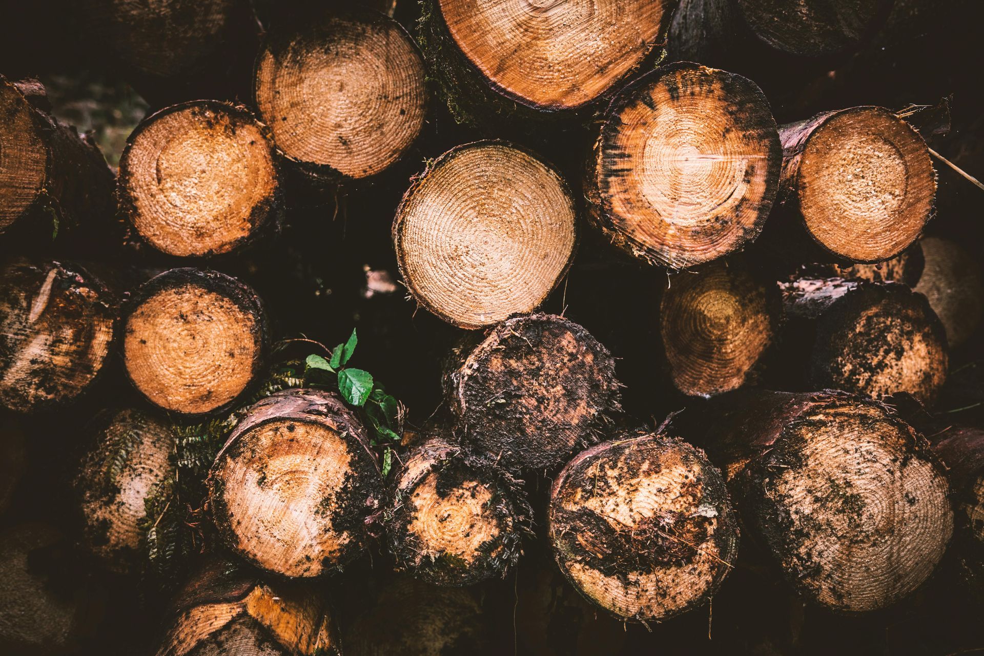 acorns in collection 