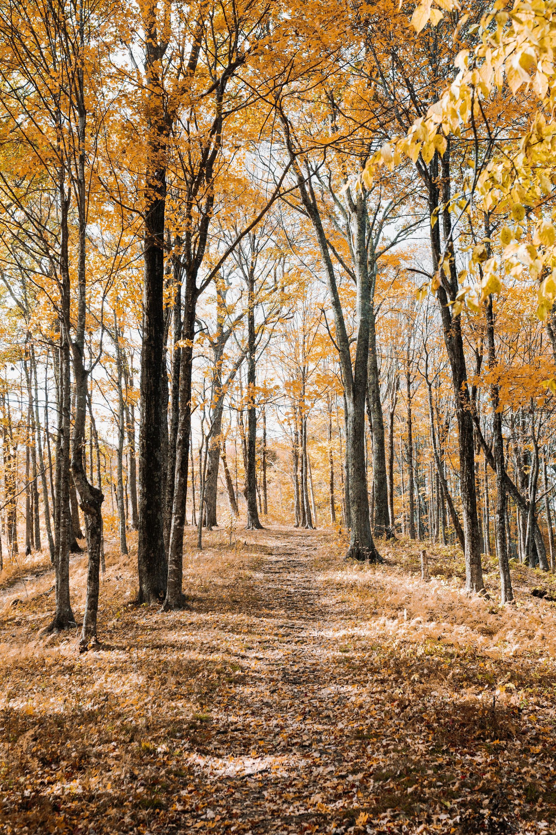 A path in the middle of a forest with trees covered in yellow leaves.