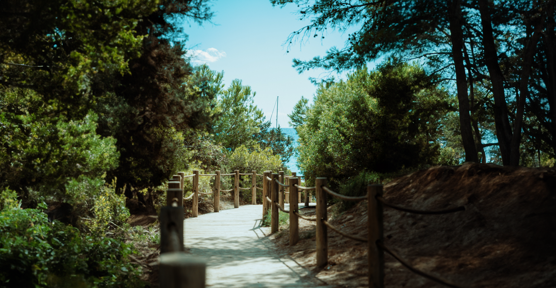 A path leading to the beach through a forest.