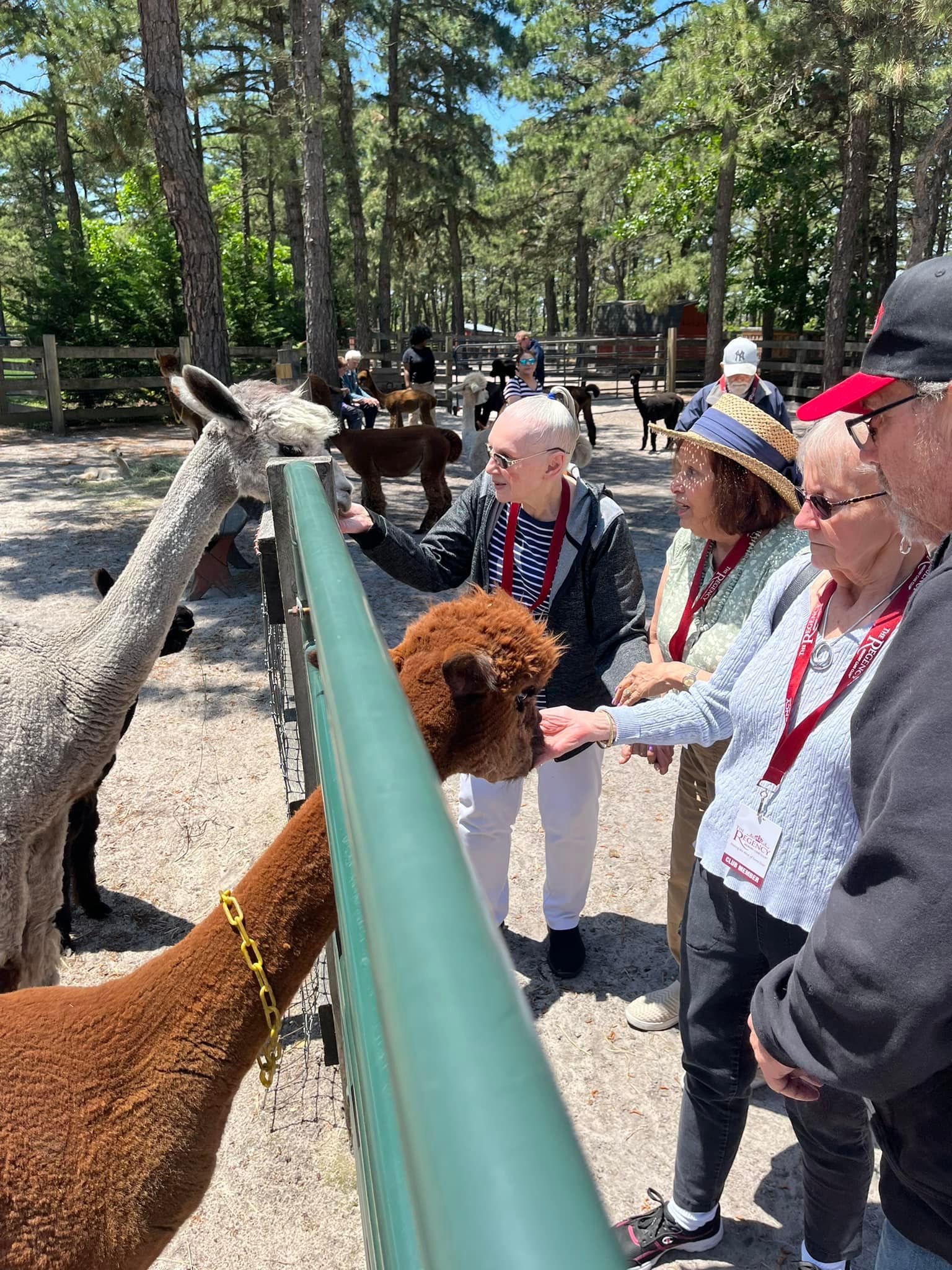 People standing at a fence, reaching out to pet several alpacas in a sunny outdoor enclosure with trees.