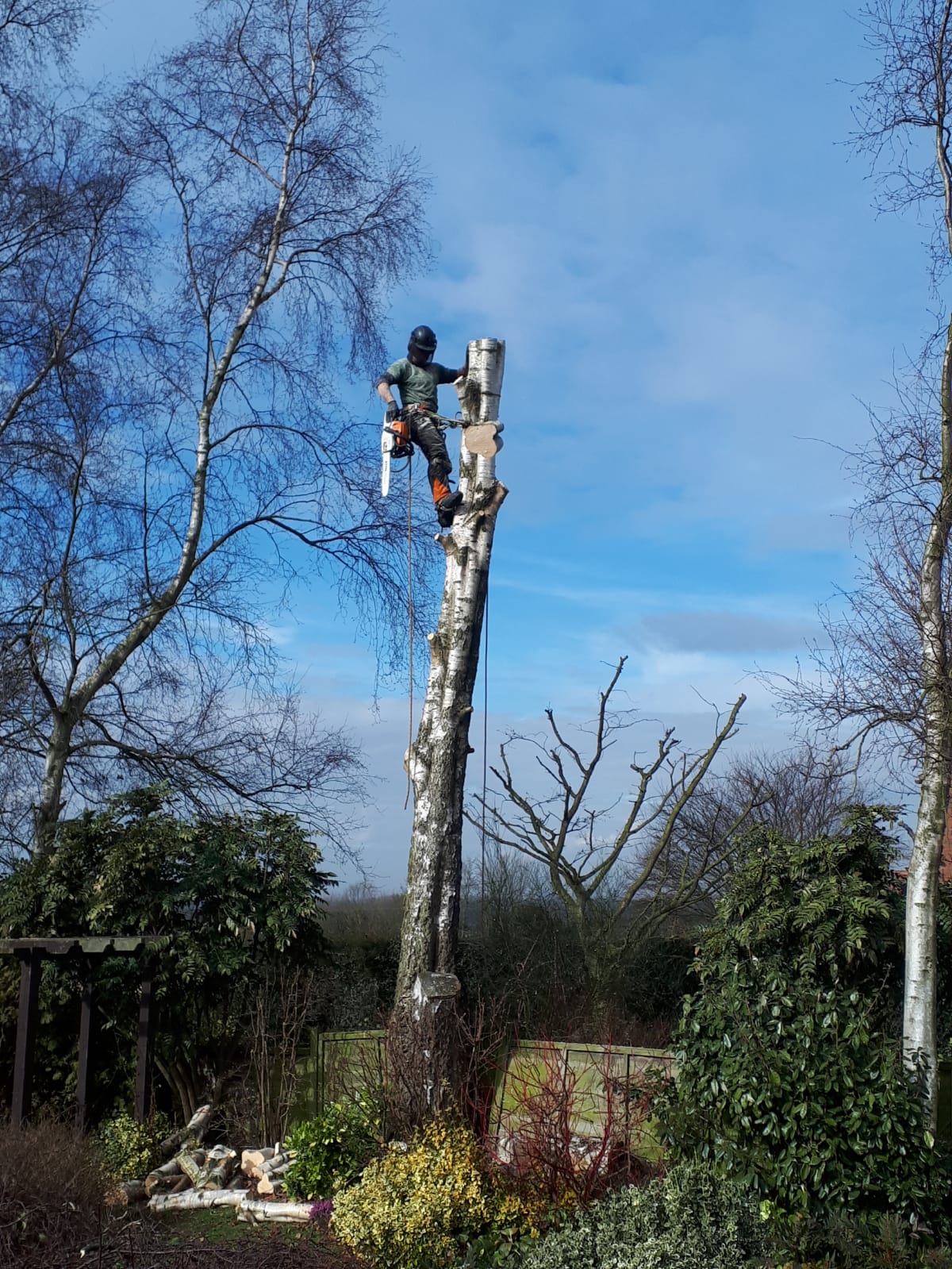 tree surgery services