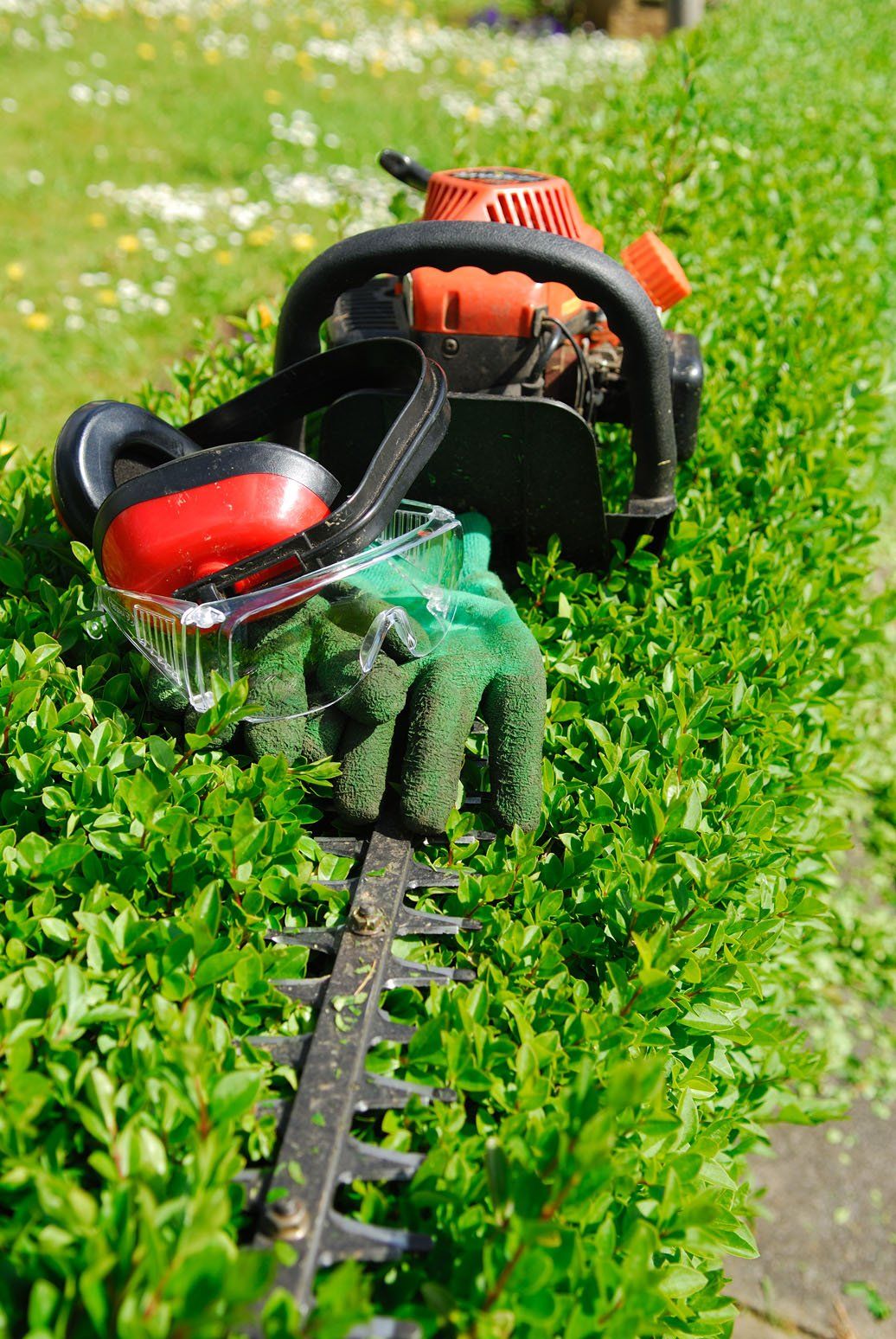 hedge trimming