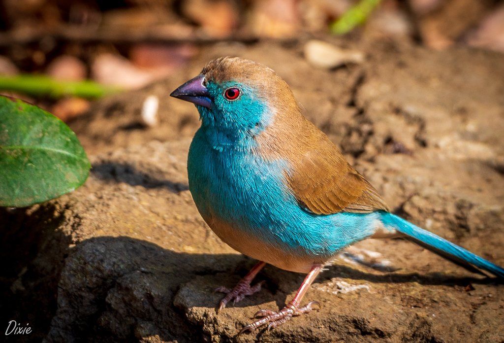 Birds of Kruger National Park