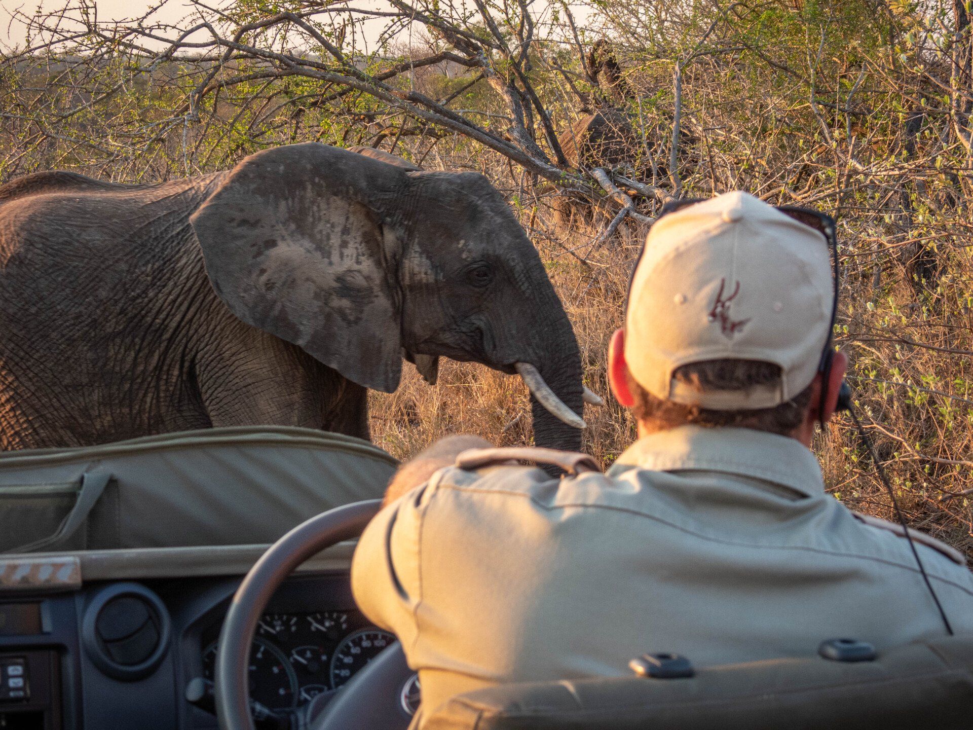 Hoedspruit  Safari