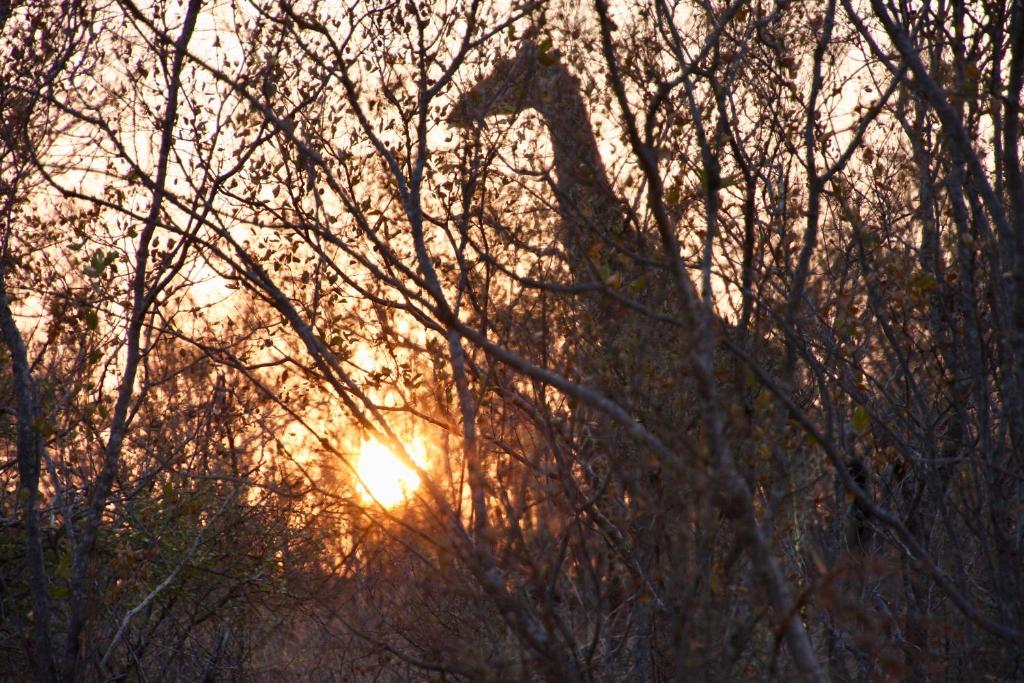 Giraffe Lodge Hoedspruit Wildlife Estate