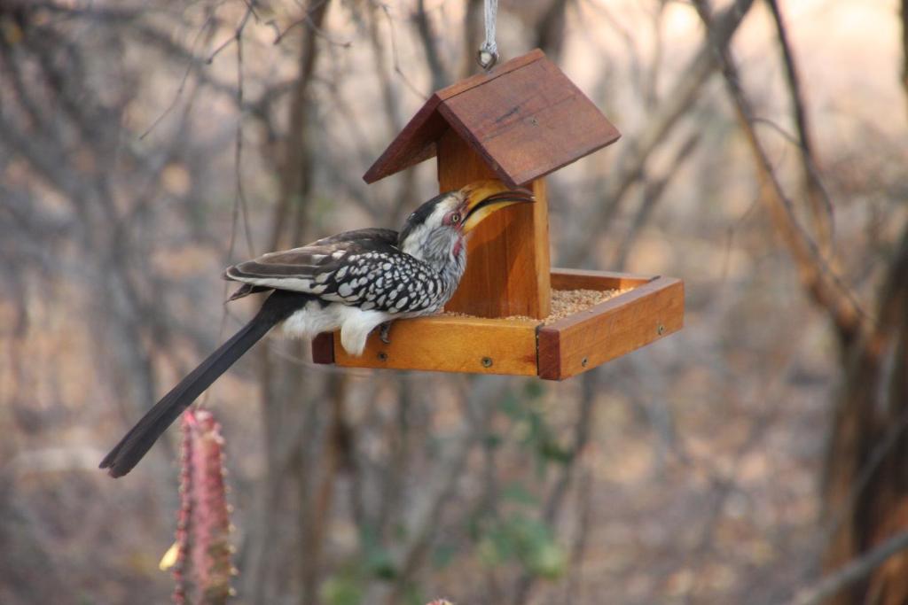 Hoedspruit Wildlife Estate Giraffe Lodge
