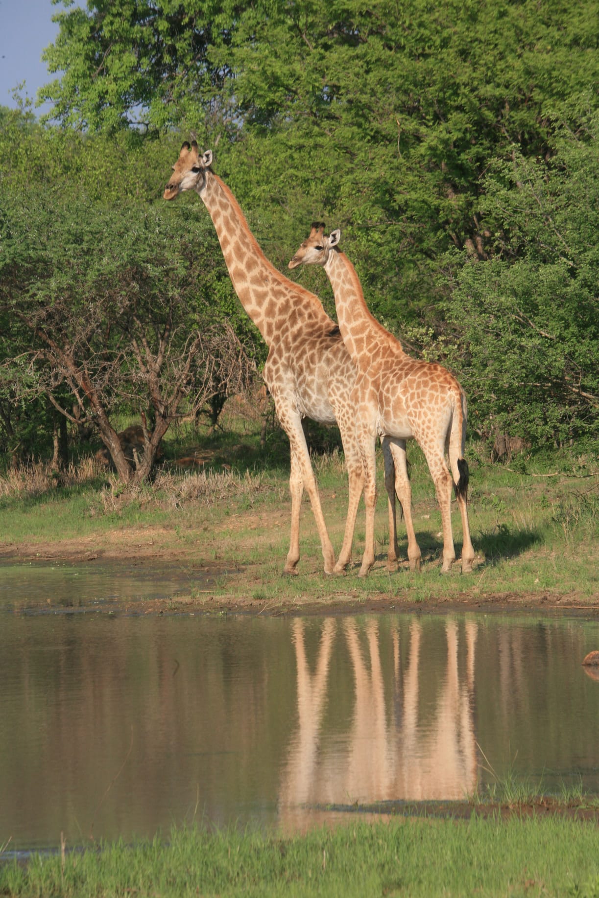 Nyala Safari Lodge Giraffe