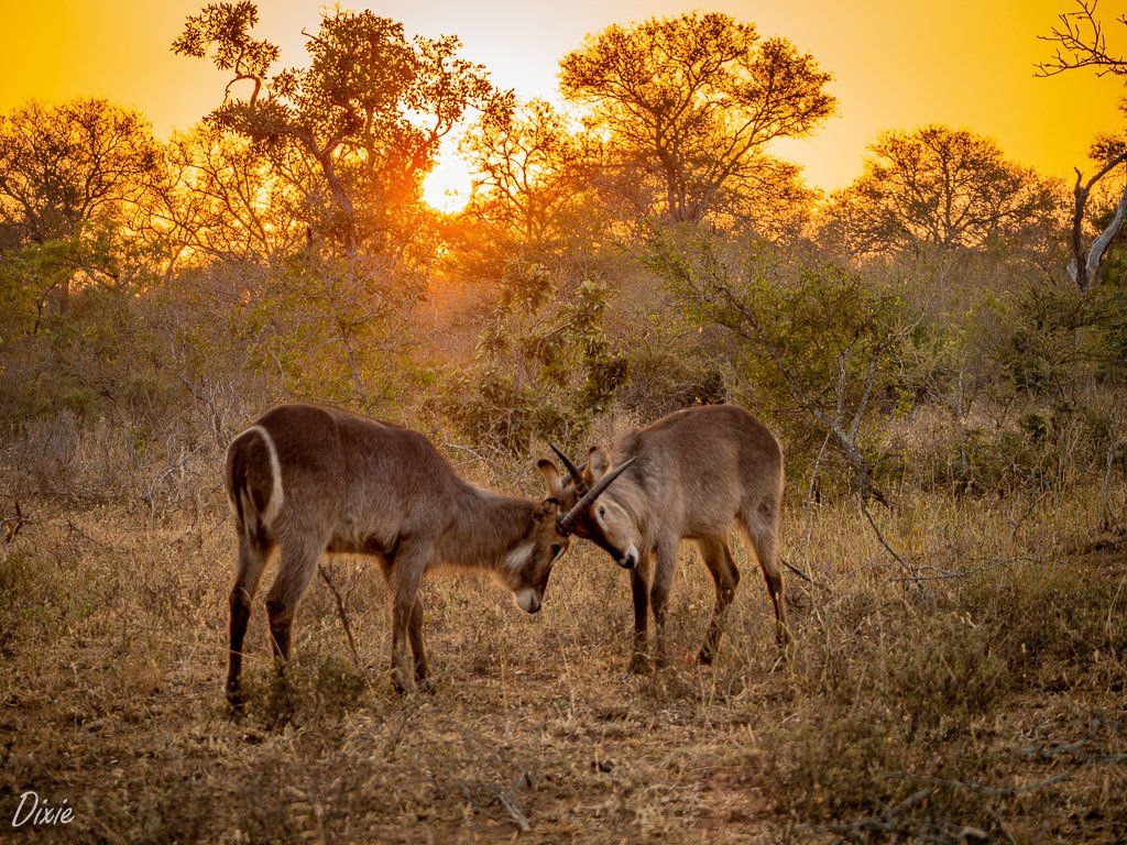 Hoedspruit Wildlife Estate