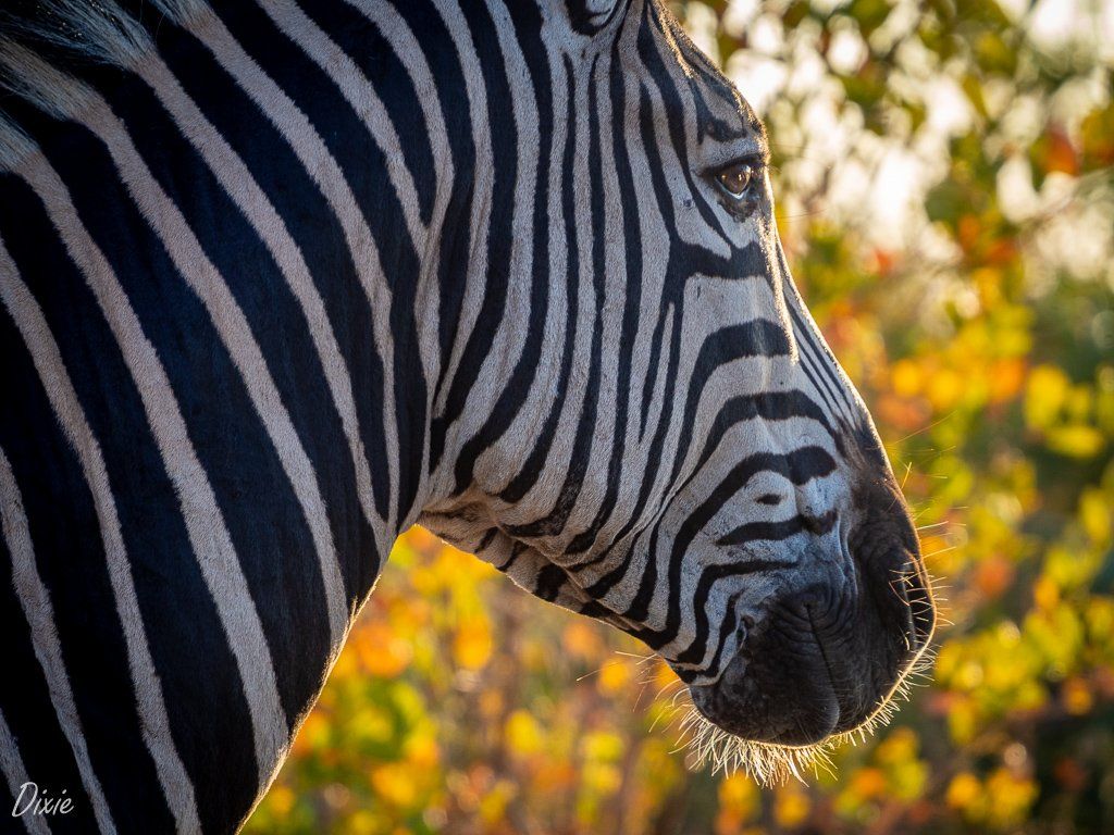 Hoedspruit Wildlife Estate