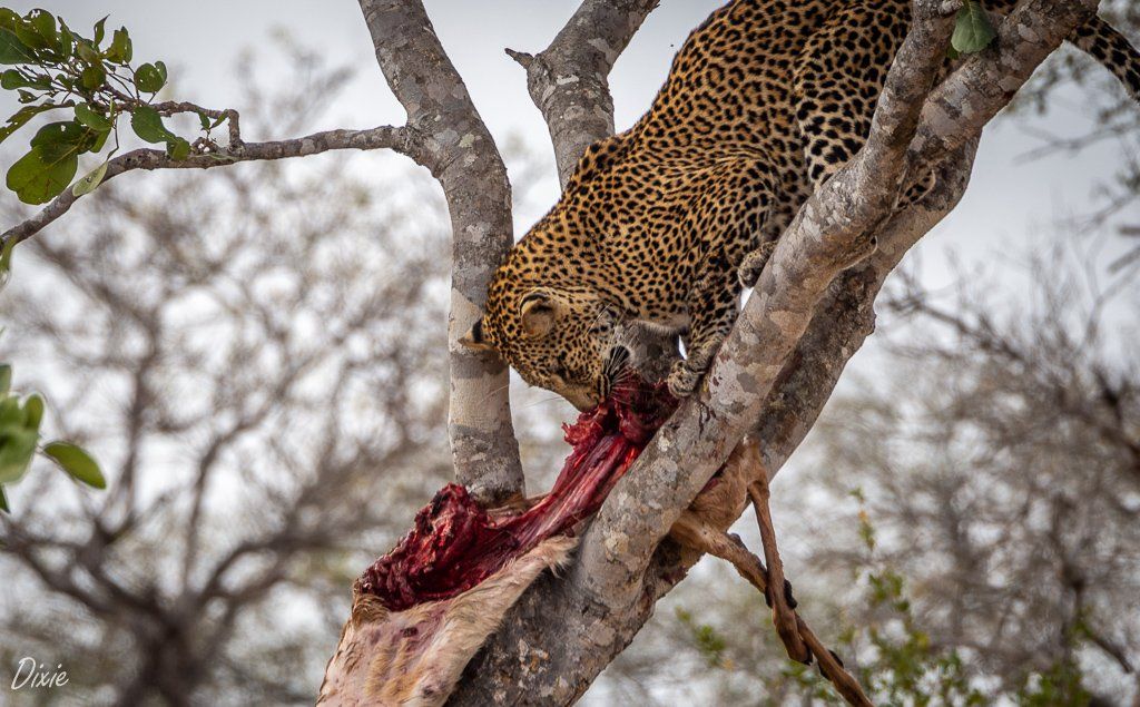 Animals of Kruger National Park